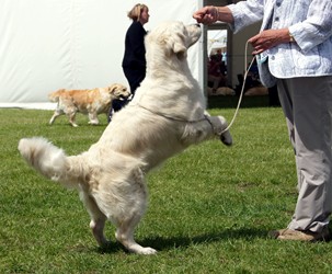 Bliss jumping for a treat