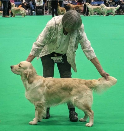 Carolake X'Marks The Spot at Crufts 2024