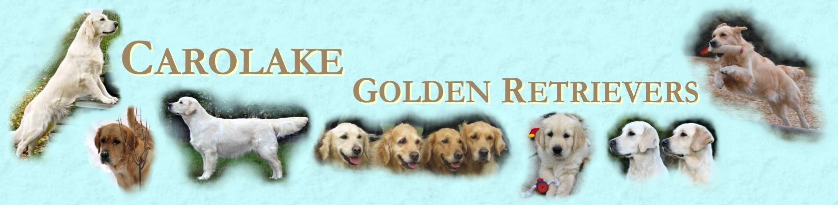 The Carolake Golden Retrievers