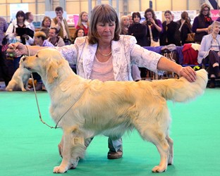 Bliss winning 1st Graduate Bitch at Crufts 2012