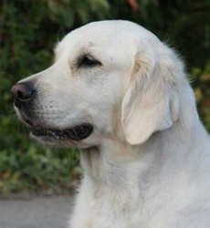 Head study of Demi from spring 2012 Head study of Demi