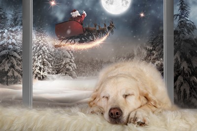 Carolake In Demand Carolake In Demand