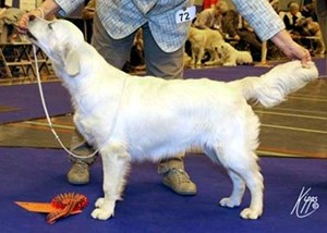 Demi winning Minor Puppy Bitch at GRC of Scotland Demi at GRC of Scotland