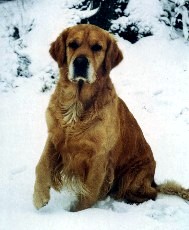 Mulberry in the snow