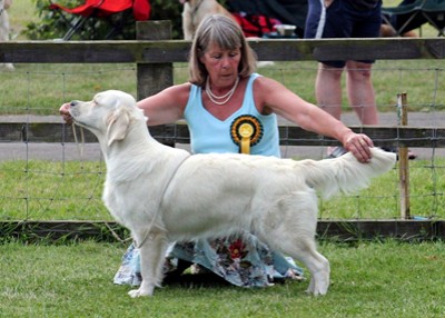 Sylvie winning Best Puppy Bitch at the Golden Retriever Club Championship Show 2014